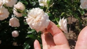 ПОЧВОПОКРОВНАЯ РОЗА ЛАРИСА (Larissa).