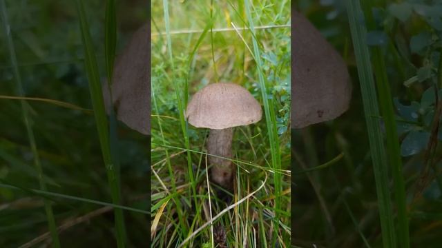 Грибы. Вспоминая чудесную осень 2021. Mushrooms. Thinking of autumn 2021 смотреть онлайн