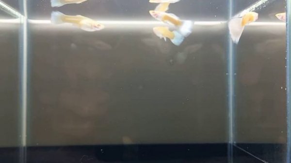 групи платина