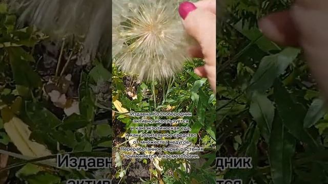 Огромный одуванчик, козлобородник смотреть онлайн