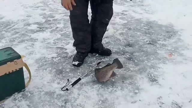 ФОРЕЛЬ ВЕСОМ В 3КГ НА ИКРУ! смотреть онлайн