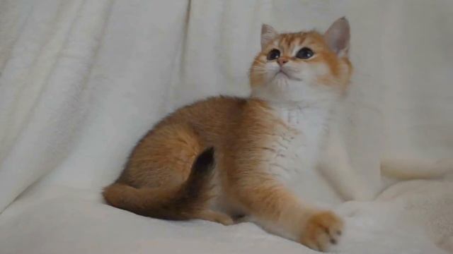 Британская золотая шиншилла котик очень яркий лисеныш ny 25 смотреть онлайн