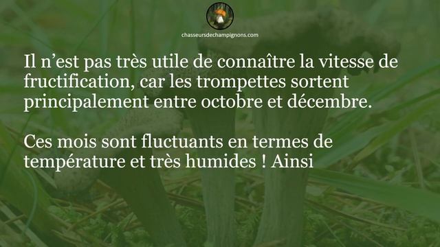 Temps de pousse de la trompette de la mort - 1 minute pour comprendre смотреть онлайн