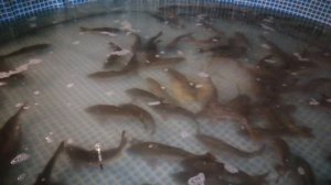 Выращивание карпа в домашних условиях.Начало эксперимента 10.10.19 г.