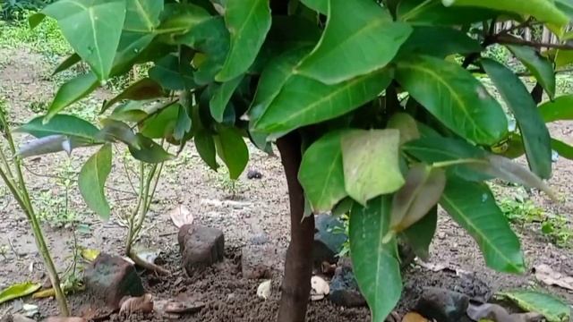 Syzygium jambos / rose apple plant / रोज एप्पल / நீர்க்குமளி,சம்பு அல்லது ஜம்பு. смотреть онлайн