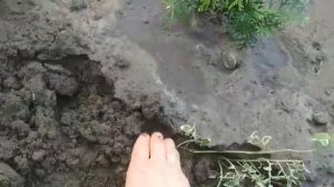 Сажаем бересклет