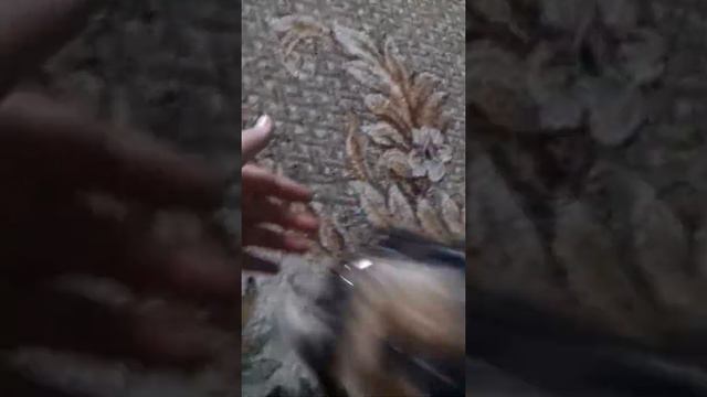 Кот и собака бесятся шок!ВСЕМ СМОТРЕТЬ смотреть онлайн