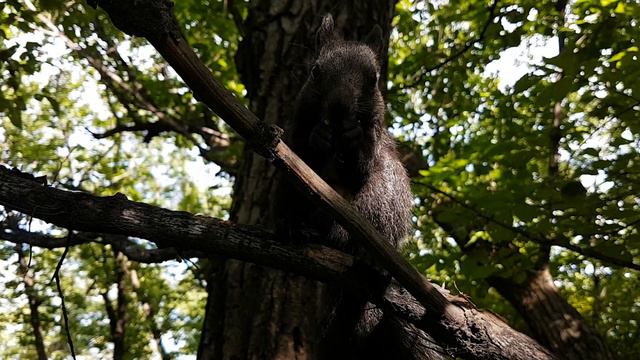 БЛАГОВЕЩЕНСК. РУЧНЫЕ БЕЛКИ смотреть онлайн