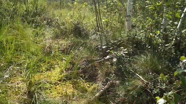 VID_20230822_104758.mp4 смотреть онлайн