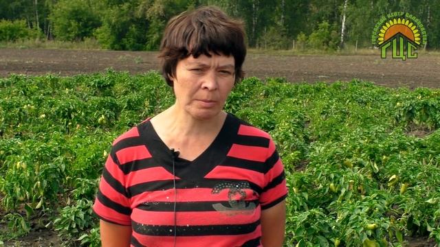 Секреты выращивания сладкого перца смотреть онлайн