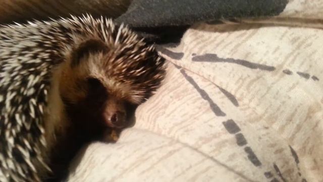 Sleeping Hedgehog Peanut смотреть онлайн