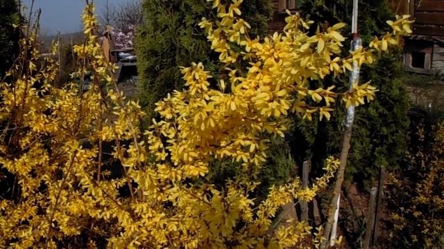 Форзиция - универсальный куст! 5 разновидностей для сада! смотреть онлайн