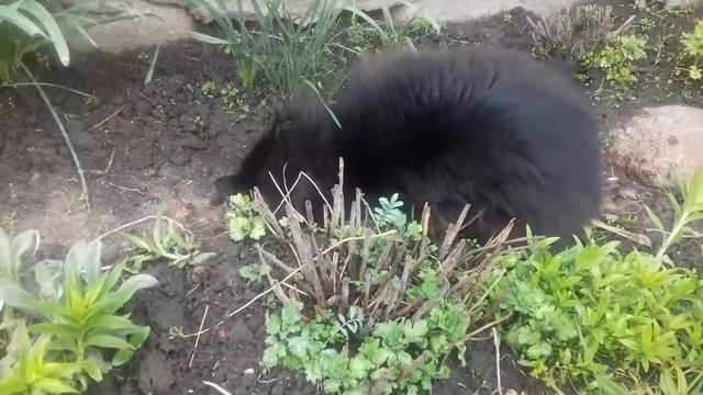 Весна дача кошачьего счастье смотреть онлайн
