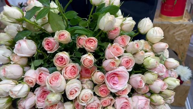 25 кустовых роз "Дансинг Квин" смотреть онлайн