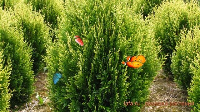 Туя складчатая Корник II (thuja plicata kórnik ii) ? обзор: как сажать, саженцы туи Корник II смотреть онлайн