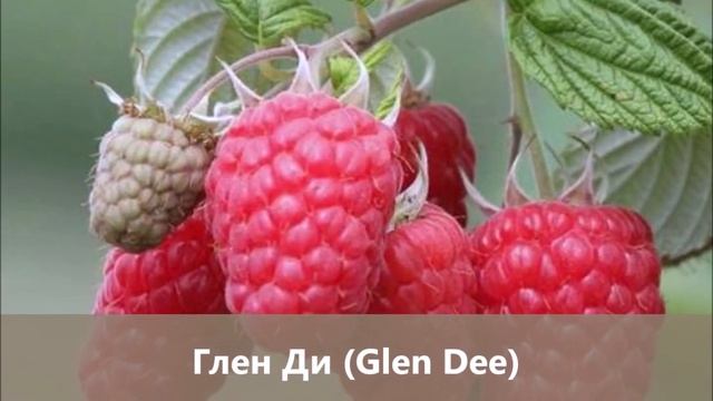 Новинки среди малины- 2020.Пополнение коллекции «малиновых деревьев» новыми интересными сортами! смотреть онлайн