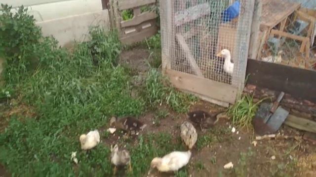 АЛАБАЙ , КОРМЛЕНИЕ УТОК ХЛЕБОМ смотреть онлайн