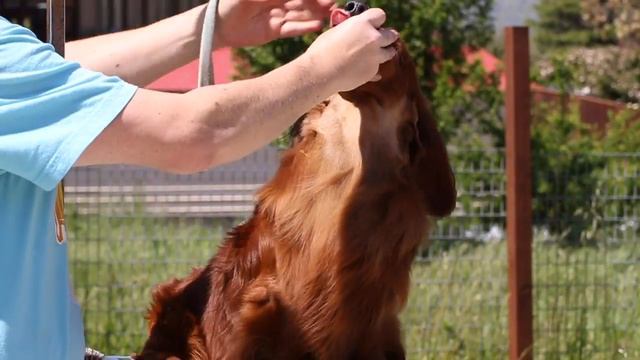 Grooming Longhair Dachshund Neck With Clipper (Pramada Grooming Series #2) смотреть онлайн