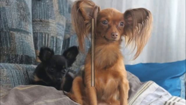 русский той длинношерстный смотреть онлайн