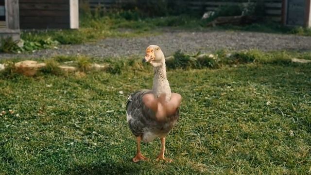 зацикленный гусь делает замысловатые движения руками смотреть онлайн