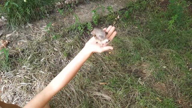 Учим птенца скворца летать)) смотреть онлайн