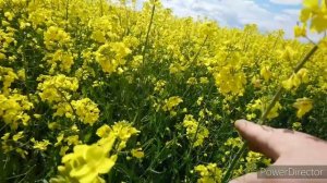 Рапсовый мёд и его свойства.