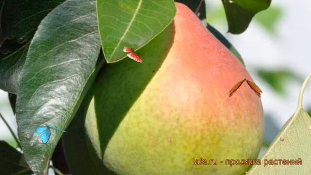 Груша плодовая Татьяна (pyrus Communis) ? груша Татьяна обзор: как сажать саженцы груши Татьяна