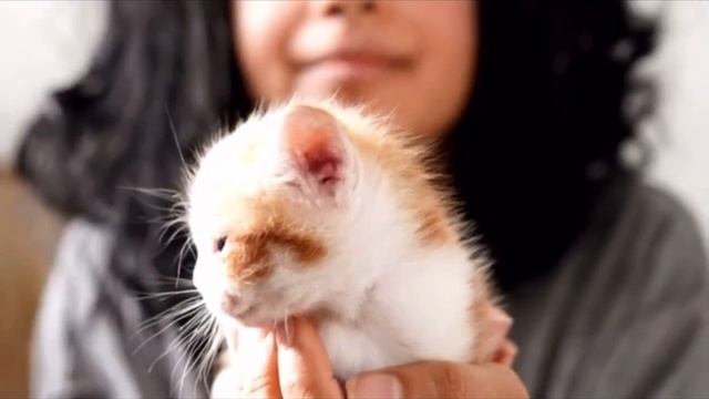 Кошка прятала крохотных котят под старыми досками. Если бы люди не нашли их, то они бы погибли смотреть онлайн