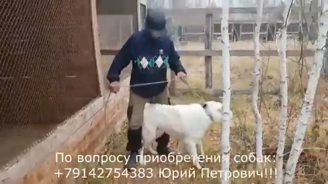 Питомник охотничьих собак клуба Байанай  Якутия Yakutia