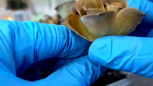 Saving our dying Greenovia Pandora Succulent na nadehydrate & sunburn | Will it recover? смотреть онлайн