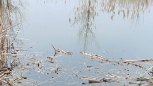 Ловля Плотвы и Красноперки на Поплавок Весной