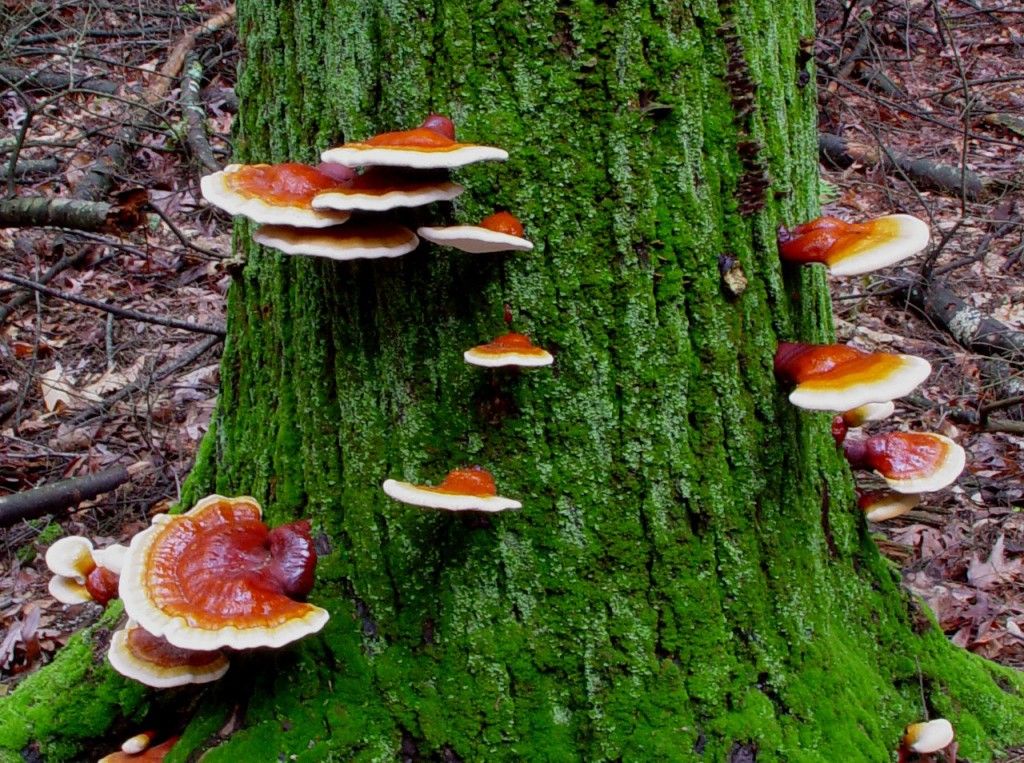 Гриб рейши - ганодерма смотреть онлайн