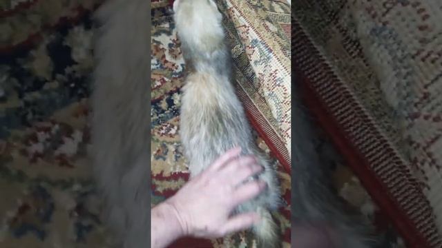 Playtime With A Ferret is The Best Gator 'aka' Tootie Bug смотреть онлайн