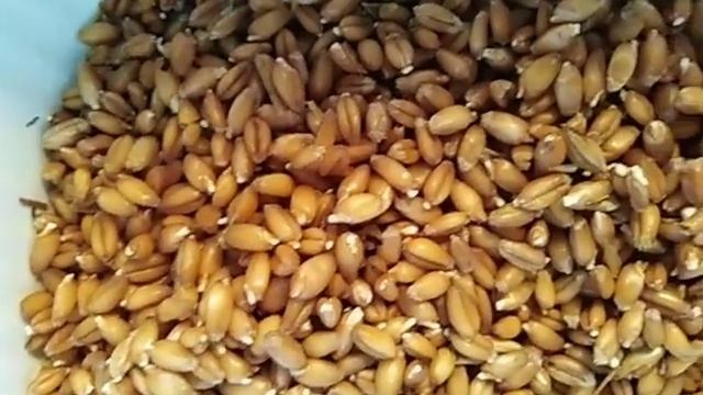 Как прорастить пшеницу для кур ??????? смотреть онлайн
