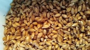 Как прорастить пшеницу для кур ???????