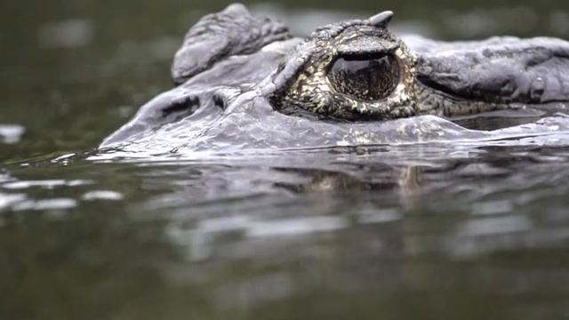 CAIMAN | JACARÉ-DO-PANTANAL | CAIMAN YACARE