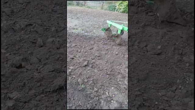 Алтайский край. Осень. Вспахали огород. смотреть онлайн