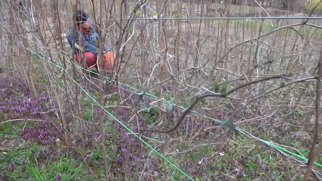 Малина выращивание и уход. Обрезка малины весной. Погода в Крыму сегодня. смотреть онлайн