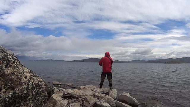 Семейство диких