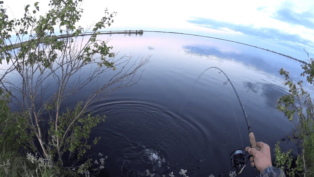 Как мы крупных горбачей на Ямале искали.рыбалка на спиннинг 2020. смотреть онлайн