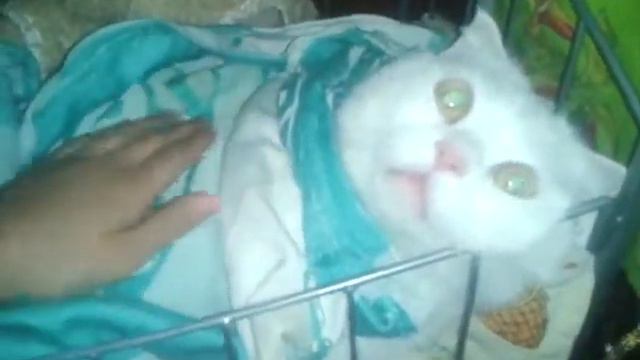 Кот в кукольной кроватке!28,03 18:05 смотреть онлайн