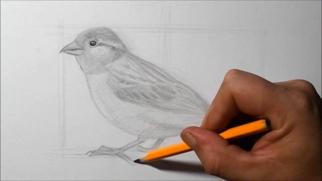 How to Draw a House Sparrow | Pencil Drawing and Shading смотреть онлайн