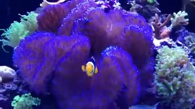 Gigantea anemone. Huge!! смотреть онлайн