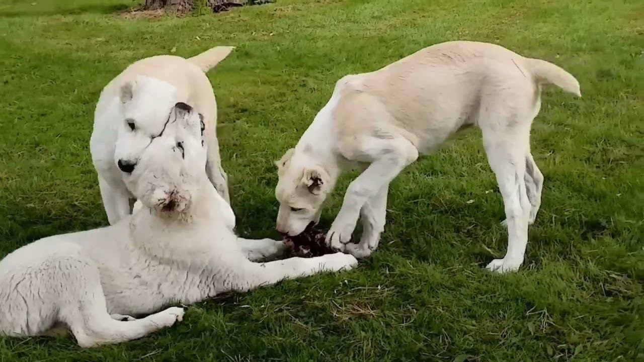 Ответы на вопросы владельцев САО. выпуск 4 смотреть онлайн