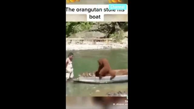 Подборка приколов с обезьянами. Смешные обезьяны. Смотреть всем. Макаки смотреть онлайн