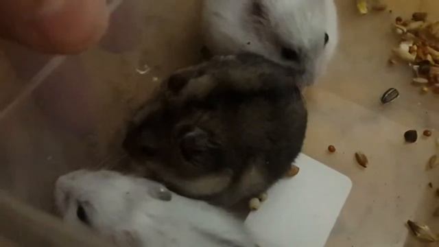Джунгарские белые и бурундучковая хомячки один месяц. смотреть онлайн