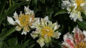 Пион GREEN LOTUS