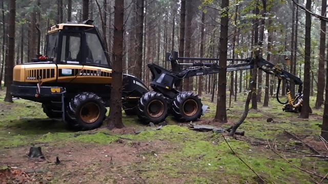 За грибами, от леса кружится голова. #грибы #лес смотреть онлайн