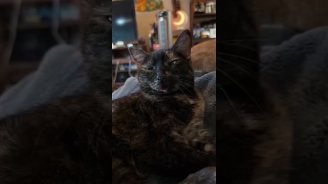 Did You Do This?? This Is Vera Wang! | @catladytails