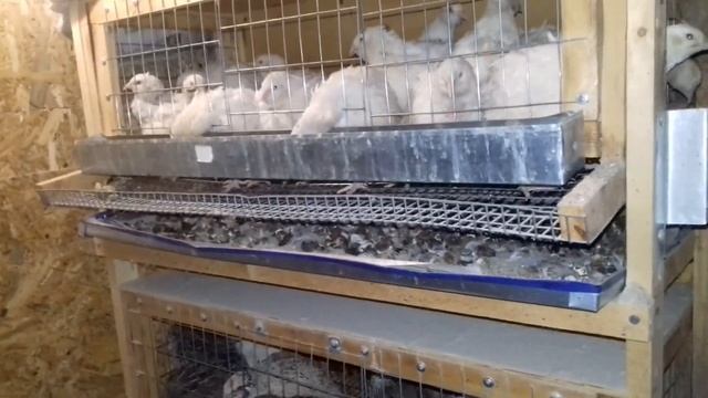 Перепелки содержание уход и уборка